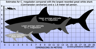 Illustration for article titled What Would Happen If You Turned Megalodon into Shark Fin Soup?